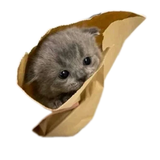 🐶 Стикер «Эмильчик кошка» для Telegram