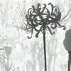 🖤 Эмодзи «𝚋𝚕𝚊𝚌𝚔 𝚠𝚑𝚒𝚝𝚎 𝚛𝚒𝚣𝚎» для Telegram