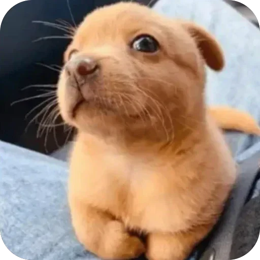 😝 Стикер «EMO KITTY» для Telegram
