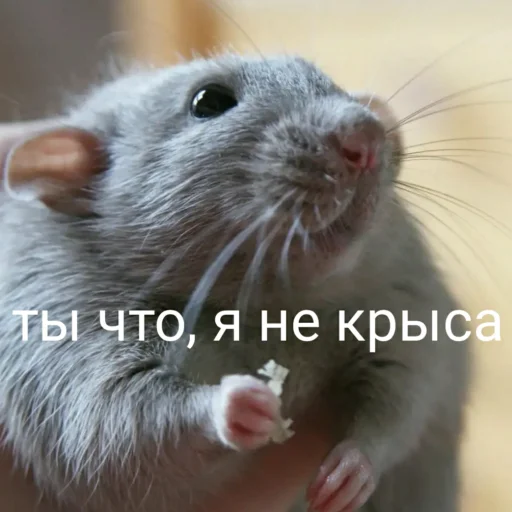 🐀 Стикер «Edison Pipedison» для Telegram