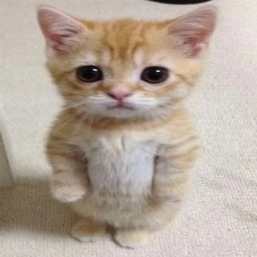 🥺 Стикер «Efros & Malinov» для Telegram
