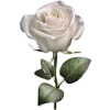 🤍 Эмодзи «Elegance» для Telegram