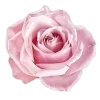 🤍 Эмодзи «Elegance» для Telegram