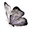 🤍 Эмодзи «Elegance» для Telegram