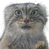 🐾 Эмодзи «Манульчики» для Telegram