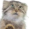 🐾 Эмодзи «Манульчики» для Telegram