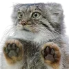 🐾 Эмодзи «Манульчики» для Telegram