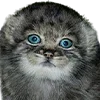 😻 Эмодзи «Манульчики» для Telegram