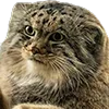 🥺 Эмодзи «Манульчики» для Telegram