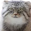 🥺 Эмодзи «Манульчики» для Telegram