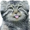 😝 Эмодзи «Манульчики» для Telegram