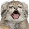 😻 Эмодзи «Манульчики» для Telegram