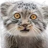 😻 Эмодзи «Манульчики» для Telegram
