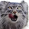 😛 Эмодзи «Манульчики» для Telegram