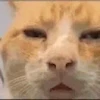 🤔 Эмодзи «emotes» для Telegram