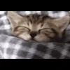 🛌 Эмодзи «emotes» для Telegram