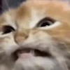 😾 Эмодзи «emotes» для Telegram