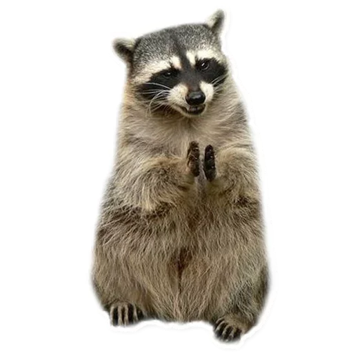 😚 Стикер «Raccoon» для Telegram