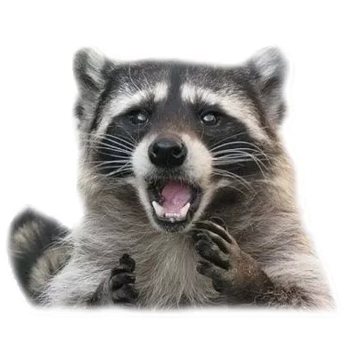 😙 Стикер «Raccoon» для Telegram