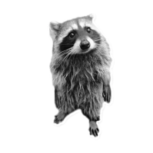 🙁 Стикер «Raccoon» для Telegram