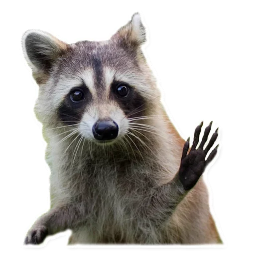 😏 Стикер «Raccoon» для Telegram