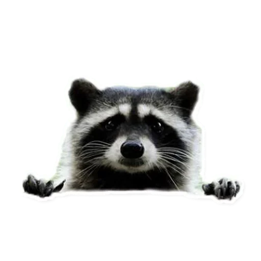 Стикерпак Raccoon для Telegram