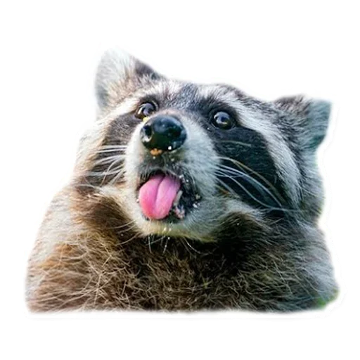 😒 Стикер «Raccoon» для Telegram