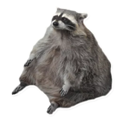 🤨 Стикер «Raccoon» для Telegram