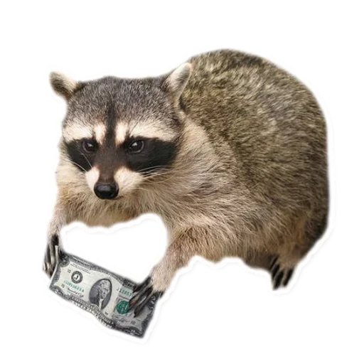 😫 Стикер «Raccoon» для Telegram