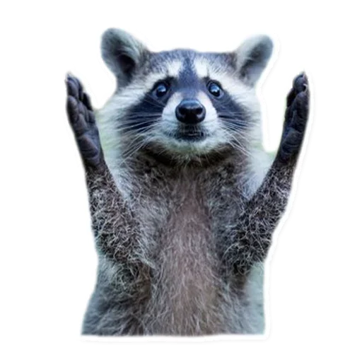 😉 Стикер «Raccoon» для Telegram