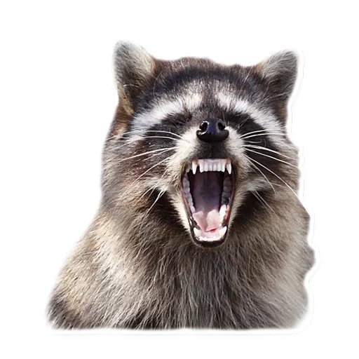 🥳 Стикер «Raccoon» для Telegram