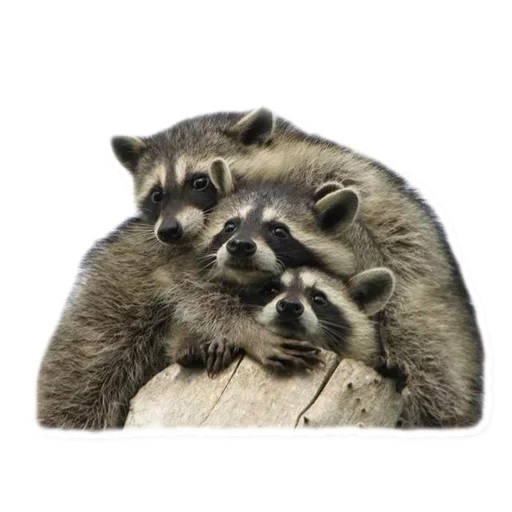 🤨 Стикер «Raccoon» для Telegram