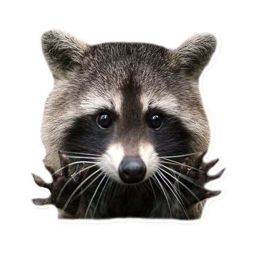 🤨 Стикер «Raccoon» для Telegram