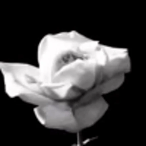 🌟 Эмодзи «black&amp;white» для Telegram