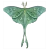 🦋 Эмодзи «My forest Fairy - лесной вайбик» для Telegram