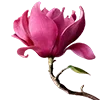 🌷 Эмодзи «Fairy Core» для Telegram