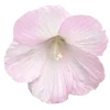 🌸 Эмодзи «Fairy Core» для Telegram