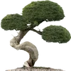 🌲 Эмодзи «Fairy Core» для Telegram