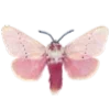 🦋 Эмодзи «Fairy Core» для Telegram