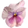 🌸 Эмодзи «Fairy Core» для Telegram