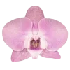 🌸 Эмодзи «Fairy Core» для Telegram