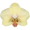 🌸 Эмодзи «Fairy Core» для Telegram