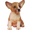 🐶 Эмодзи «Fauna» для Telegram