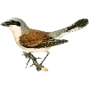 🐦 Эмодзи «Fauna» для Telegram