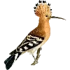 🦜 Эмодзи «Fauna» для Telegram