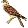 🦜 Эмодзи «Fauna» для Telegram