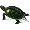 🐢 Эмодзи «Fauna» для Telegram