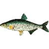 🐠 Эмодзи «Fauna» для Telegram