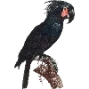 🦜 Эмодзи «Fauna» для Telegram