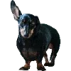🐕‍🦺 Эмодзи «Fauna» для Telegram